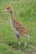 Red Blue Black - 12th May 2014 Red Blue Black - 12th May 2014